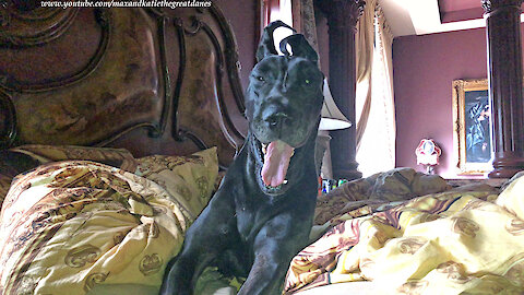 Funny Great Danes Show That Yawning is Contagious