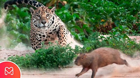 Spotted jaguar attacking a capybara "Jaguar attacks capybara."