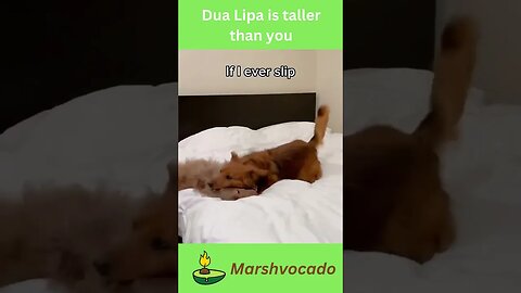 Levitating dog #shorts #dualipa #dog #marshvocado #fyp #dogsoftiktok #funny #musicvideo #trending