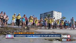 Loggerhead turtle released after recovering from red tide