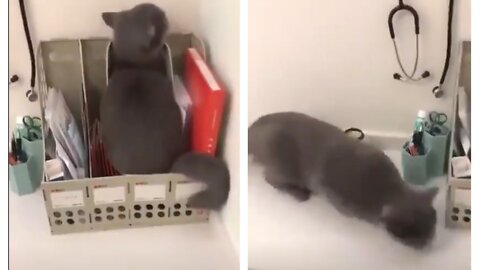 Clever cat adorably tries to hide from vet in desk organizer
