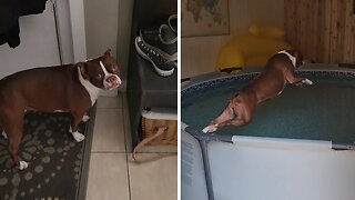 Boston Terrier Super Excited To Go Swimming