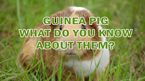 GUINEA PIG | WHAT DO YOU KNOW ABOUT THEM?