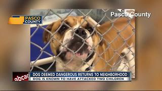 Dog deemed dangerous returns to neighborhood