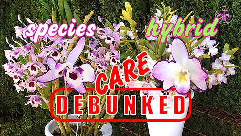 DEBUNKING Dendrobium Nobile Winter Care Fertilising Myths with PROOF & other Easy TIPS #ninjaorchids
