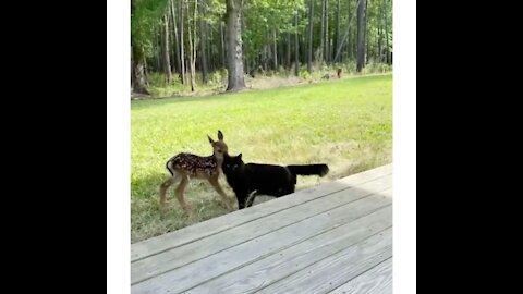 Cat and baby deer friendship 😍