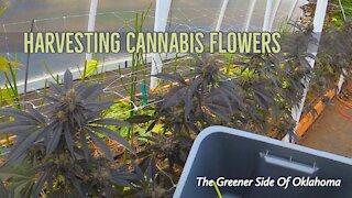 Harvest Time on this Cannabis farm in Oklahoma