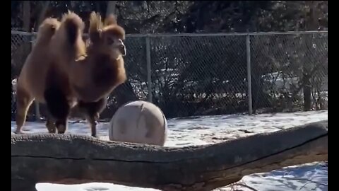 Bactrian camel playing ball.