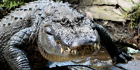 Alligator facts: 17 facts about American Alligators