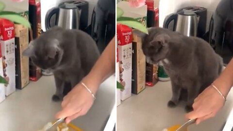 Cat Crying While Mom Chops Onions