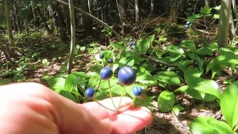 What Is This Plant In Northern Maine?