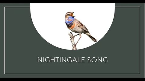 Nightingale song - Nightingale cantando