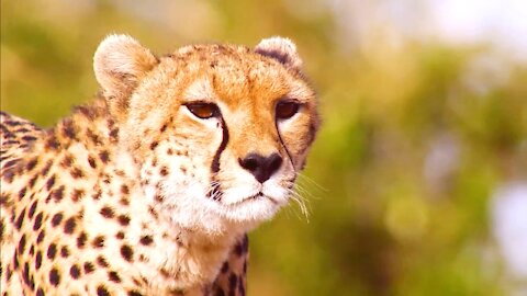 Cheetah mother takes her child to hunt and kill cattle