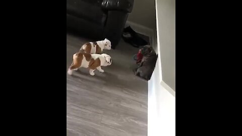 Two Bulldog Puppies On The Prowl To Steal Toy