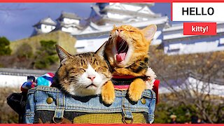 Rescue kittens travel Japan in their owner's arms,