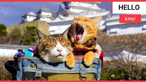 Rescue kittens travel Japan in their owner's arms,