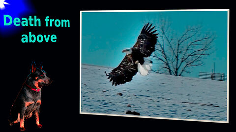 How Eagles Brave the Cold for a Clean Kill from the Skies - A Stunning Experience in the Bitter Cold