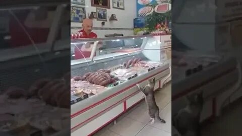 A cat is shopping at the butcher 猫在土耳其的一家肉店里购物，要店主给吃的