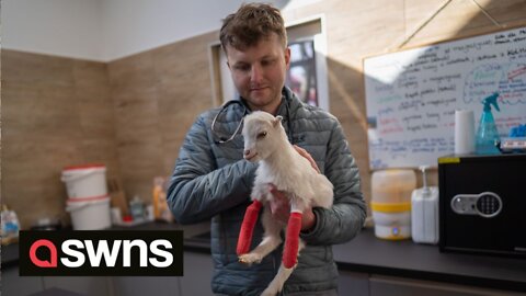 Hero vet is crossing into Ukraine to rescue animals trapped in the conflict