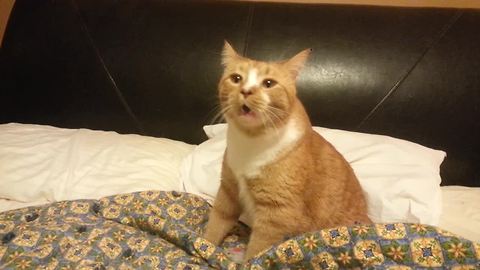 Bless You! This Cat Can't Stop Sneezing!
