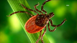 What you need to know about Ticks