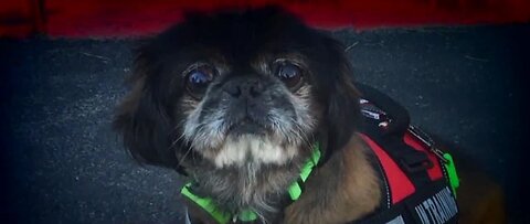 Settlement reached, not paid in dispute over rescued pooch