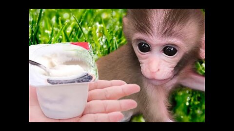 Baby Monkey BiBi Tina eating yogurt, Animals Home