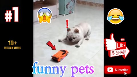 Dog and cat video compilation