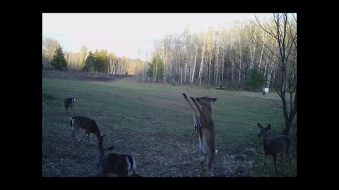 Wisconsin 2021 Bow season opener. Deer on the food plot!