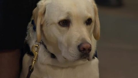 Watch Sully the dog say goodbye one last time