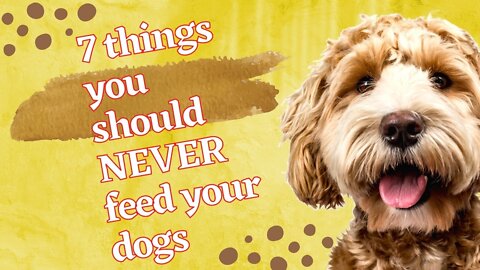7 things you should NEVER feed your dogs (English) | Harmful foods for dogs 2
