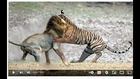 Lion Vs Tiger Real Fight to Death New Original Video HD