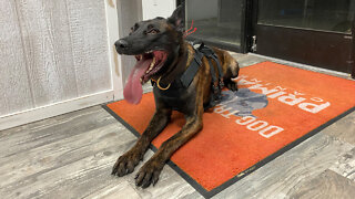 Meet Ozzy - The Fierce Dutch Shepherd Trained In Jiu Jitsu | BIG DOGZ