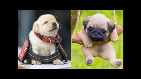 Cute Puppies Cute Funnys and Smart Dogs Compilation Cute Buddy