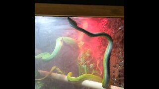 Green Tree Python Enjoying Enclosure