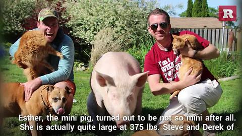 Esther the mini pig is now 375 pounds | Rare Animals