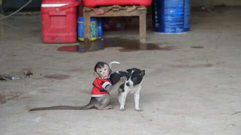 Cute Puppy Eats Baby Monkey's Tail