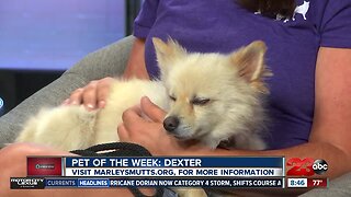 Pet of the Week: Dexter Pomeranian mix