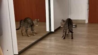 Batalha emocionante entre gatinha e o seu reflexo