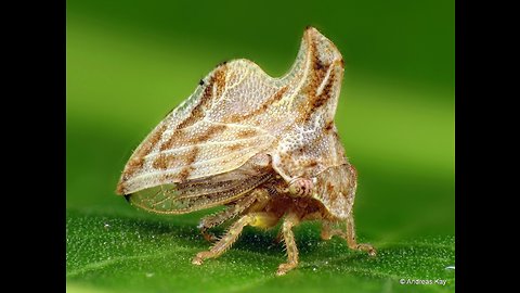 Tiny treehopper from Ecuador