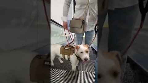 Ares Jack Russell dog escalator up to Vegas
