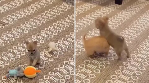 Chihuahua puppies playing together and living their brotherhood