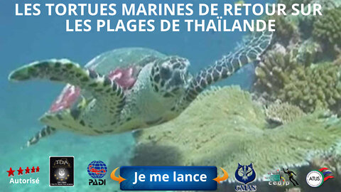 🐢#Tortue marines de retour sur les plages de Thaïlande