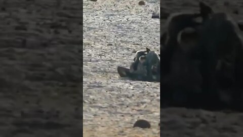 jackal attacking a vulture