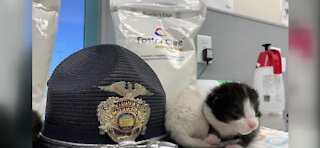 NHP donates kitten formula to baby cats in need