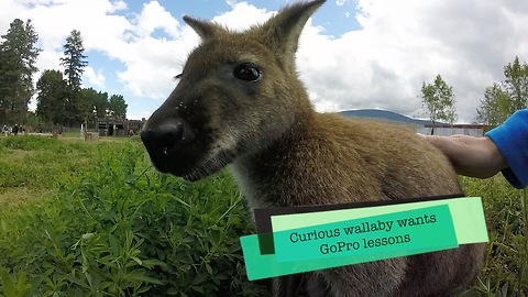 Curious wallaby wants GoPro lesson