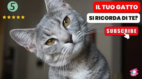 Quanto Tempo i Gatti Ricordano i Loro Proprietari? La Memoria dei Gatti!