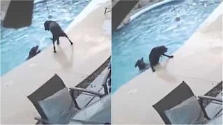 Cane bagnino salva l'amico dalla piscina