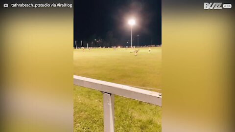 Cangurus invadem partida de futebol na Austrália