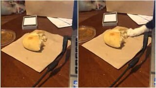 Sneaky cat tries to steal a piece of bread